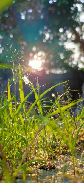 野外的草图片下载