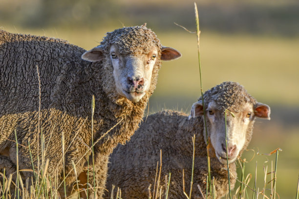羊群在围场里图片下载