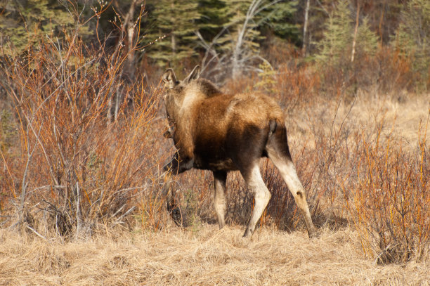 驼鹿吃柳树图片下载