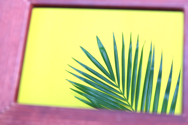 热带自然的绿色棕榈叶在画框上彩色的背景图片下载