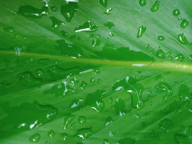 雨滴落在绿叶上图片下载