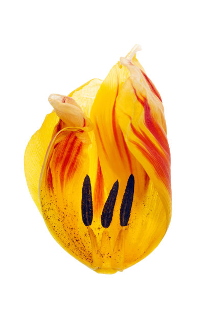 白色背景下的黄色红色郁金香图片下载
