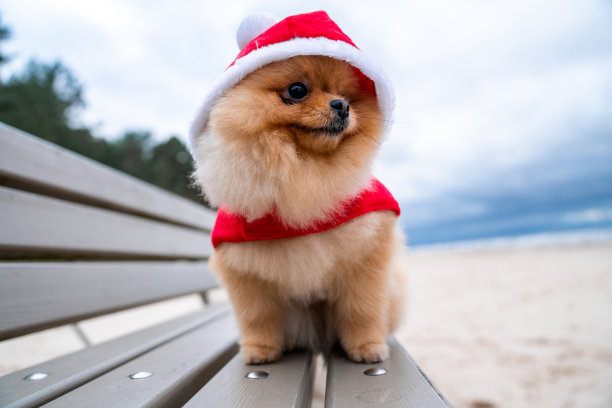 小博美小狗戴着红色的圣诞老人帽和套装在海滩上奔跑。素材图片