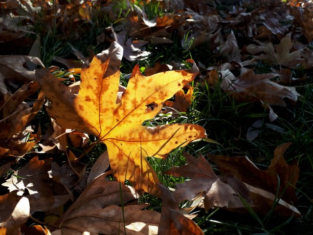 黄色的干叶子图片下载