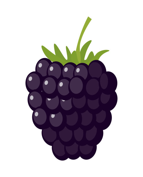黑莓的卡通。生态食物隔离在白色上的矢量图。图片下载