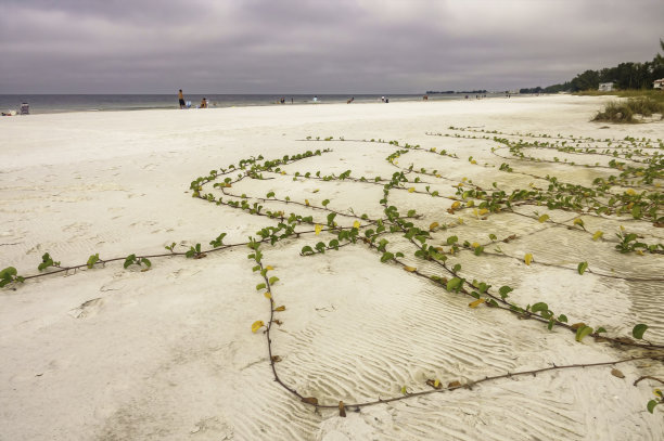 海湾蛇向海滩游客爬行图片下载
