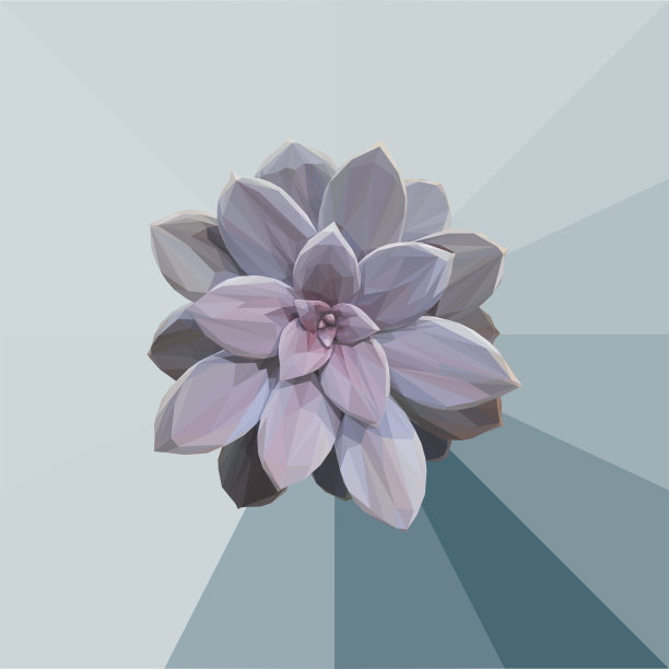 几何代表的紫罗兰多肉图片下载