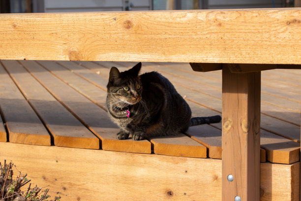 一只年轻的灰色条纹虎斑猫站在木甲板上，向外看图片下载