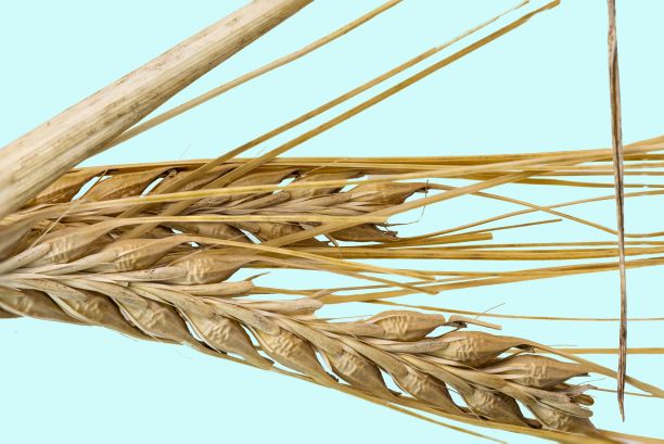 近距离观察小麦穗孤立在蓝色背景。农业。有机食品。食物。图片下载