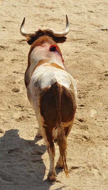 牛的角图片下载