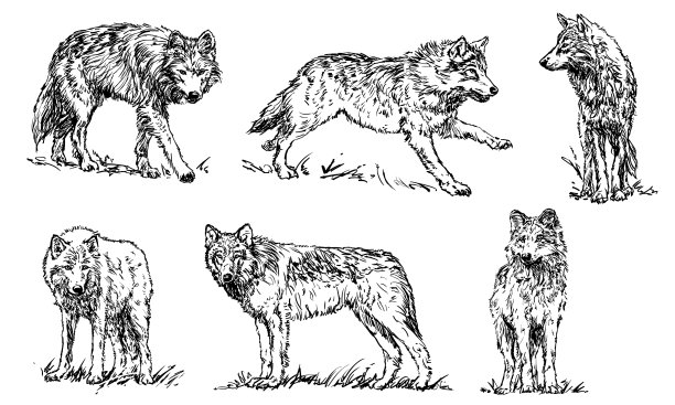 狼-设置图片下载