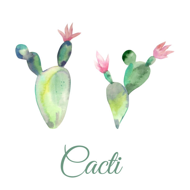 水彩插图。盛开的仙人掌。元素的植物图片下载