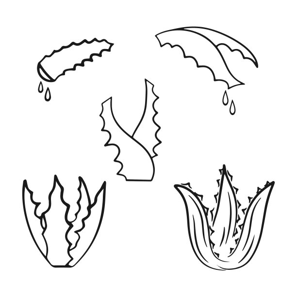 涂鸦芦荟与滴设置图标孤立图片下载