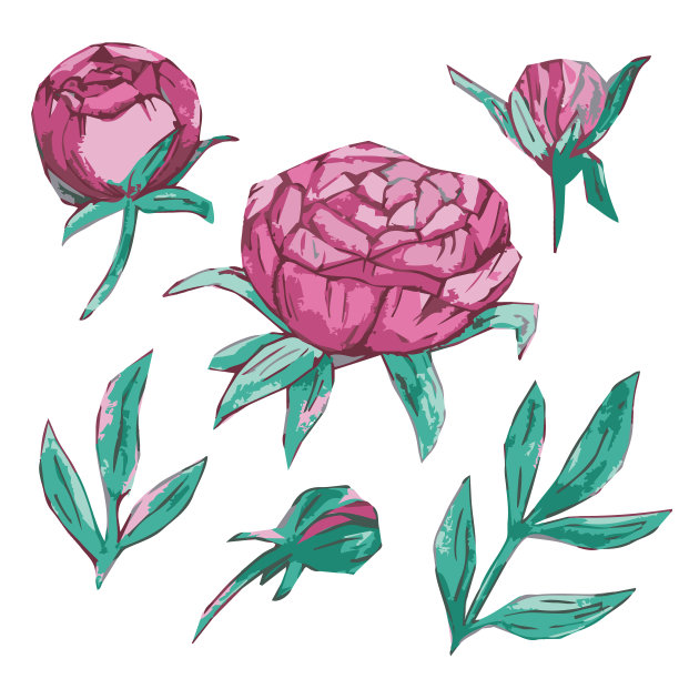 牡丹分支。花。花束。牡丹花，花蕾，花瓣。矢量图像。插图孤立在白色背景上。图片下载