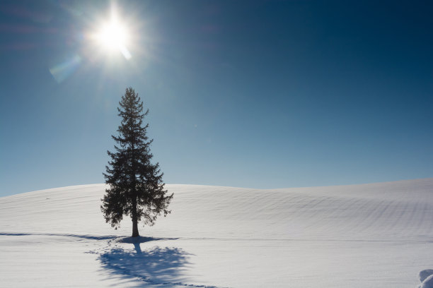 松树站在雪地里图片下载