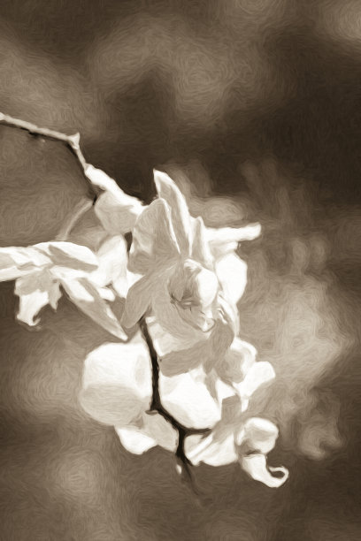 兰花的花图片下载