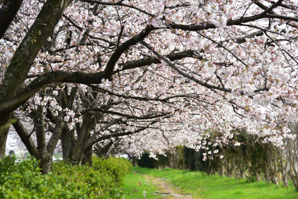 樱花在春天开花图片下载