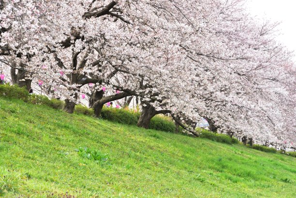 樱花在春天开花图片下载