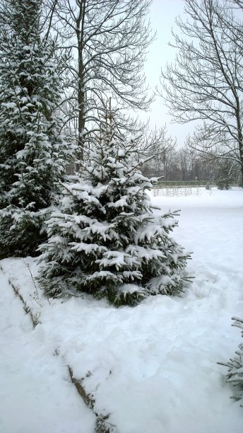 白雪覆盖了公园里年轻的装饰蓝色云杉。冬天来了。大雪。寒冷的天气，暴风雪。寒冷的。自然美。冷杉。圣诞树。垂直的背景。图片下载