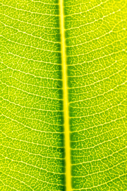 绿叶纹理背景图片下载