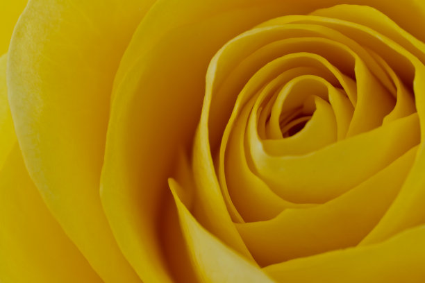 黄玫瑰宏图片下载