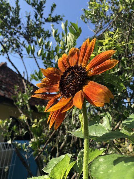 我才意识到向日葵向东方绽放图片下载