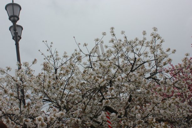 白花树带云灰图片下载