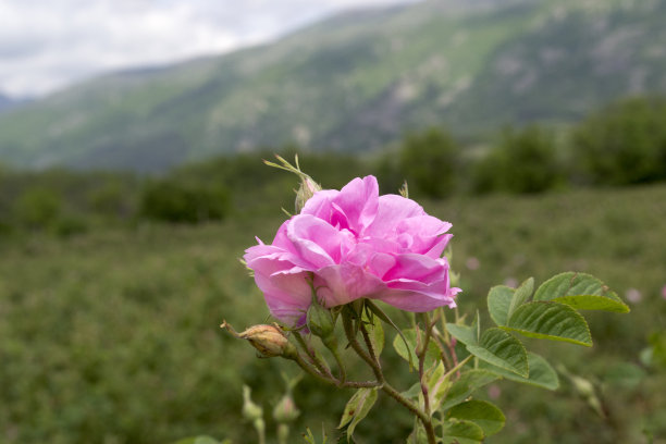 保加利亚玫瑰，大马士革玫瑰，大马士革玫瑰。玫瑰谷Karlovo图片下载
