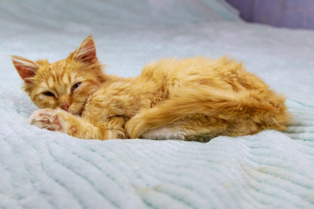 小姜猫在家里的床上图片下载