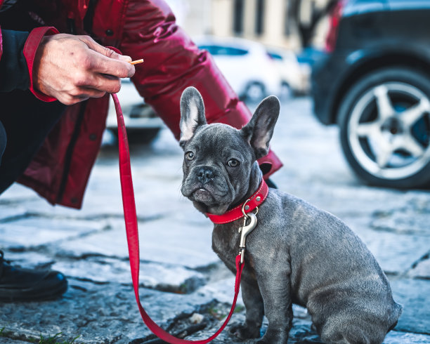街上的一只法国斗牛犬图片下载