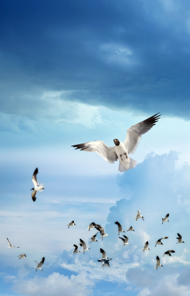 热带风暴一群海鸥图片下载