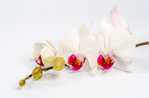 蝴蝶兰的花枝呈典型的红白相间图片下载