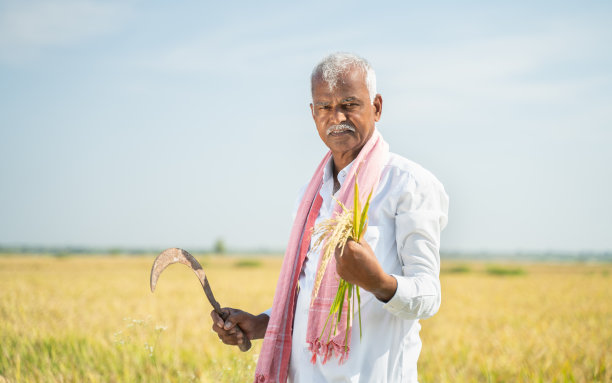 微笑的印度农民在炎热的阳光里拿着稻谷和圆刀或镰刀在农业领域-丰收和好收成的概念。图片下载