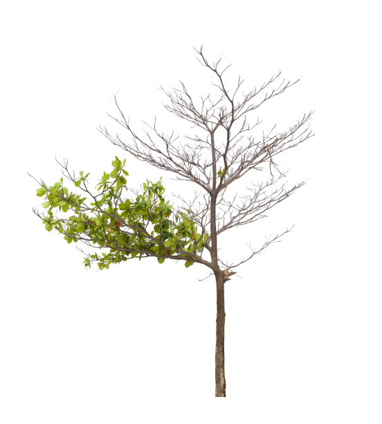 一边是死树，另一边是活树。图片下载