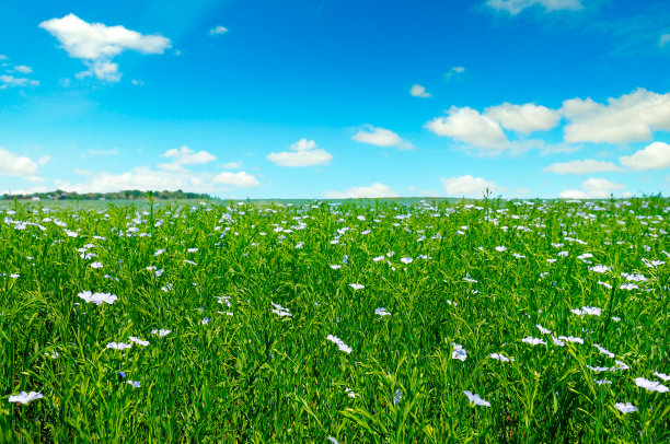 一片盛开的亚麻(多年生亚麻)和蓝天。图片下载