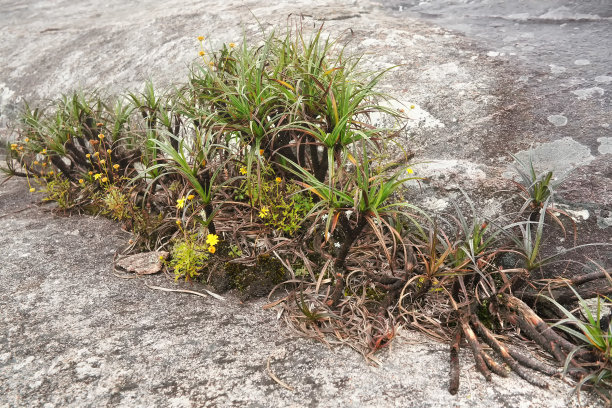 当地的植物-草和小灌木，大部分马达加斯加特有的生长在安德林吉拉国家公园的岩石上，这是在徒步到波比峰时看到的图片下载