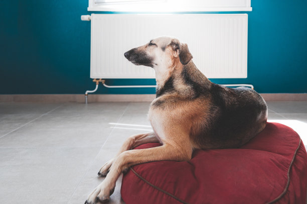 可爱的混种棕色灰狗，聪明地躺在客厅的红色垫子上图片下载