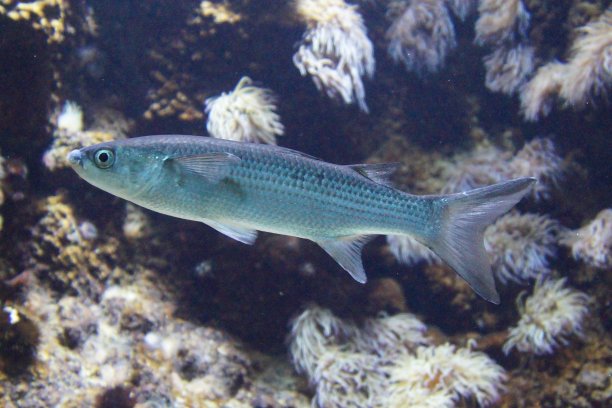 海洋鱼类在水族馆，水下生活。海洋水族馆。图片下载