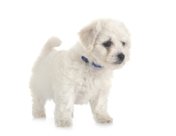 小卷毛比雄犬图片下载