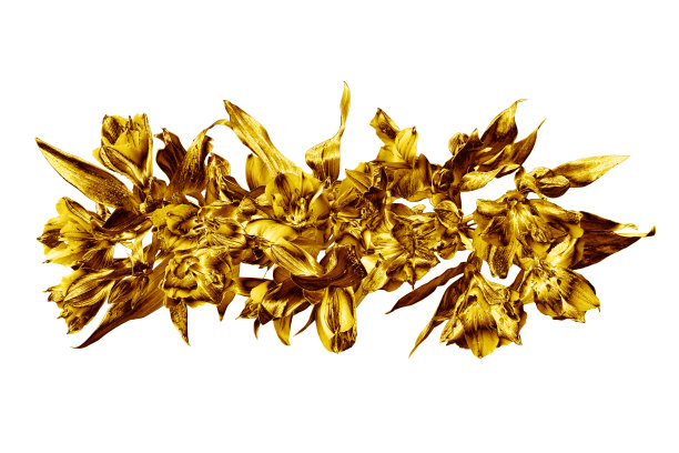 金花花束白色背景孤立特写，金莲花束，闪亮的黄色金属叶，花枝，装饰边框，图案，设计元素为节日横幅，贺卡图片下载