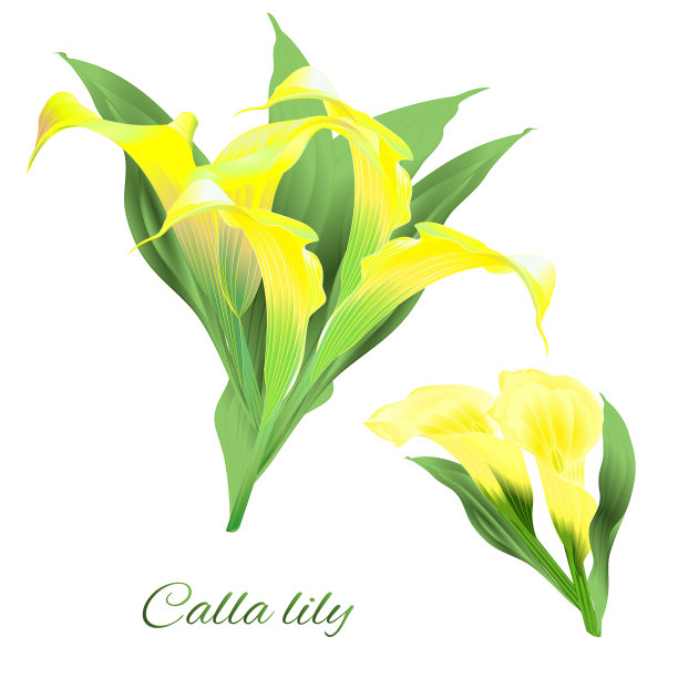 热带花卉植物的图片下载