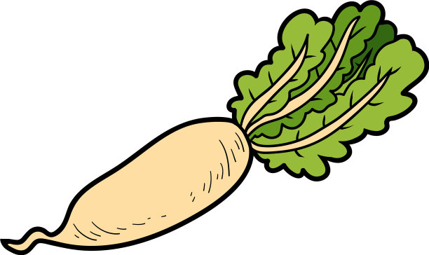 五颜六色的蔬菜白萝卜图片下载