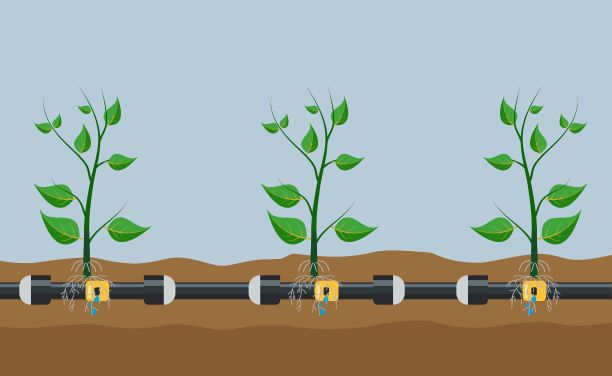 地下或在地下滴灌系统图片下载
