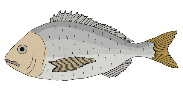 颜色剑鱼手绘。彩色海豚孤立在白色背景。矢量插图。图片下载