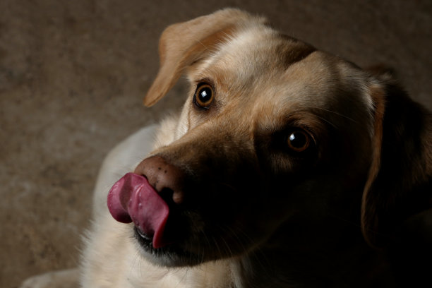 狗在等饼干图片下载