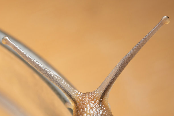 浅抽象，几个暗点在柔和的黄粉色和蓝色背景。微距照片耳蜗蜗牛图片下载