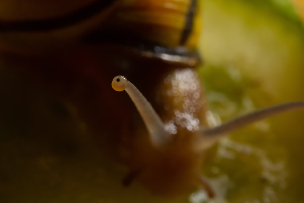 浅抽象，几个暗点在柔和的黄粉色和蓝色背景。微距照片耳蜗蜗牛图片下载