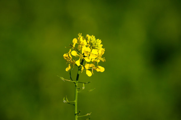 芥末田/白芥末田图片下载