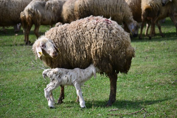 羊图片下载