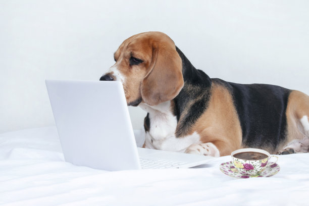 有趣的小猎犬看了看笔记本电脑，躺在床上图片下载